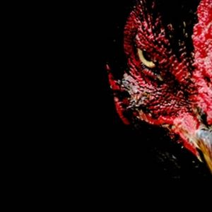 Meet your Posher, Too